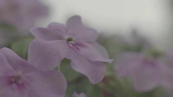 Prachtige bloem. Een close-up. Blauwe wijting. — Stockvideo