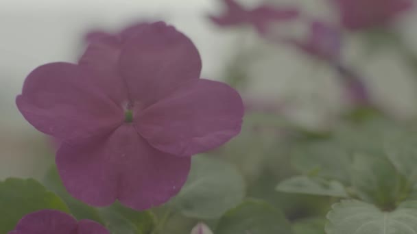 Beautiful flower. Close-up. Macro. — 비디오