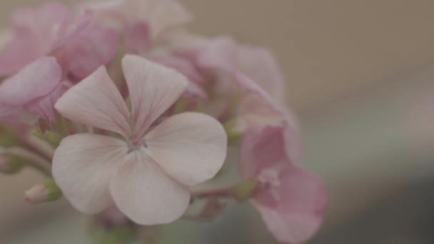 Hermosa flor. Primer plano. Macro . — Vídeos de Stock