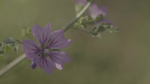 Piękny kwiat. Zbliżenie. Makro. — Wideo stockowe