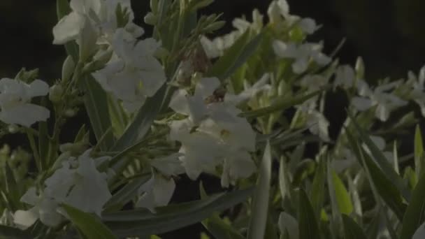 Beautiful flower. Close-up. Macro. — Stock Video