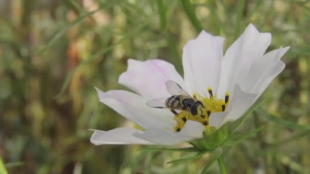 Hermosa flor. Primer plano. Macro . — Vídeos de Stock