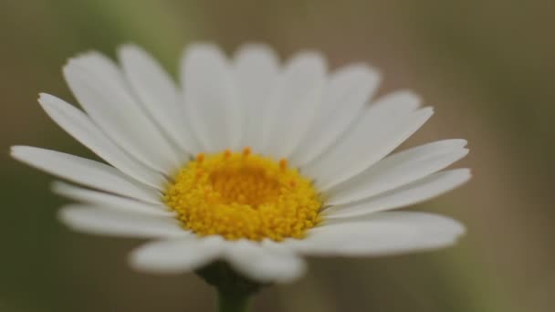 Vacker blomma. Närbild. Makro. — Stockvideo