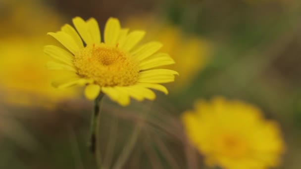 Beautiful flower. Close-up. Macro. — Stock Video