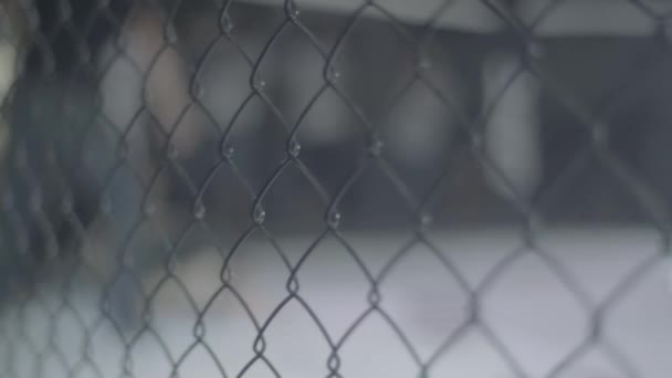 Iron mesh cage MMA. Close-up. — Stock Video