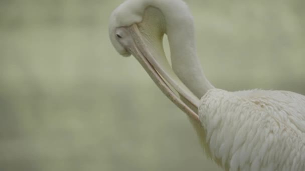 Pelican op het meer. Close-up. — Stockvideo