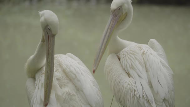 Pelican op het meer. Close-up. — Stockvideo