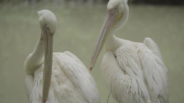 Pelikán na jezeře. Detailní záběr. — Stock video