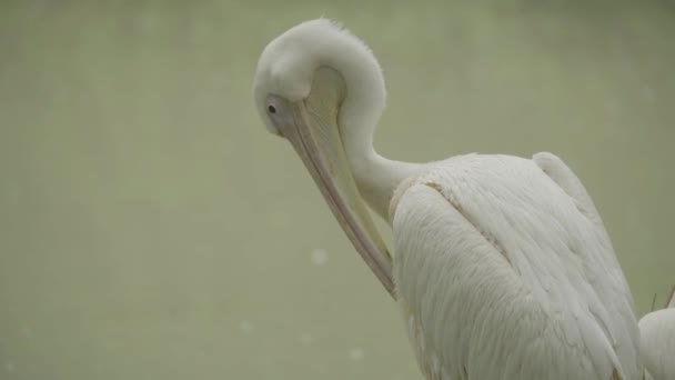 Pelican sur le lac. Gros plan . — Video