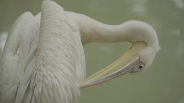 Pelican op het meer. Close-up. — Stockvideo