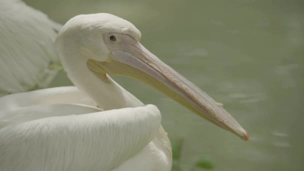 Pelikán na jezeře. Detailní záběr. — Stock video