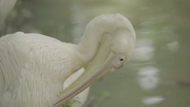 Pelican sur le lac. Gros plan . — Video