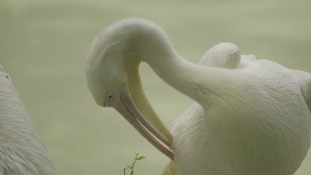 Pelican sur le lac. Gros plan . — Video