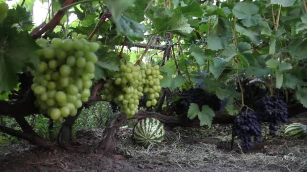 Uvas en el primer plano del viñedo. Ucrania — Vídeos de Stock