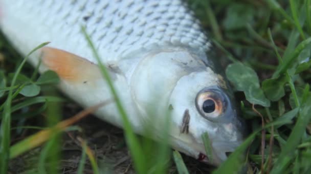 Спіймана риба на траві крупним планом — стокове відео