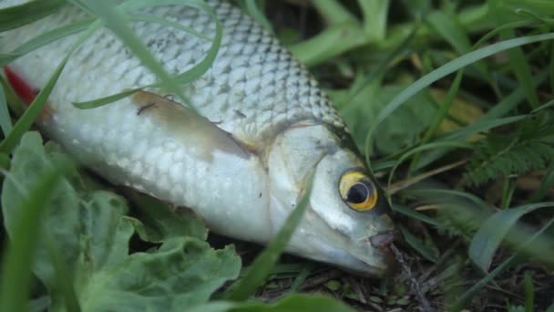 Caught fish on the grass close-up — Stock Video