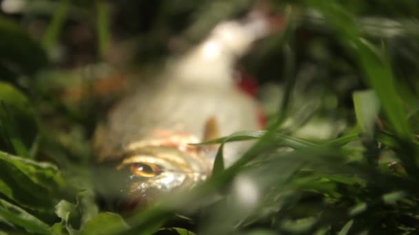 Pesce catturato sull'erba primo piano — Video Stock