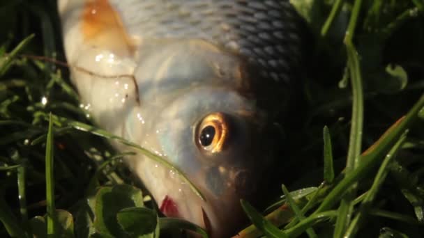 Поймал рыбу на траве крупным планом — стоковое видео