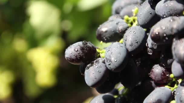 Hrozny na vinici zblízka. Ukrajina — Stock video