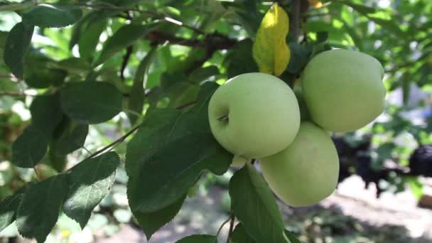 Uvas en el primer plano del viñedo. Ucrania — Vídeos de Stock