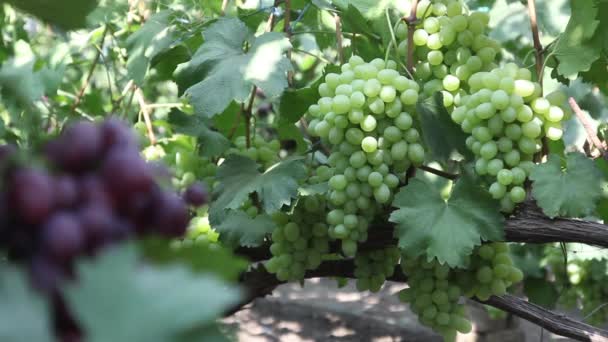 Grapes in the vineyard close-up. Ukraine — 비디오