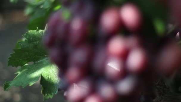 葡萄在葡萄园的特写。 乌克兰 — 图库视频影像