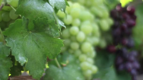 Grapes in the vineyard close-up. Ukraine — 비디오