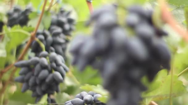 Grapes in the vineyard close-up. Ukraine — 비디오