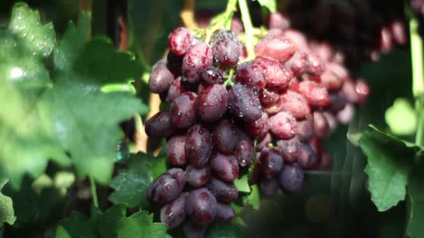 Szőlő a szőlőben közelkép. Ukrajna — Stock videók