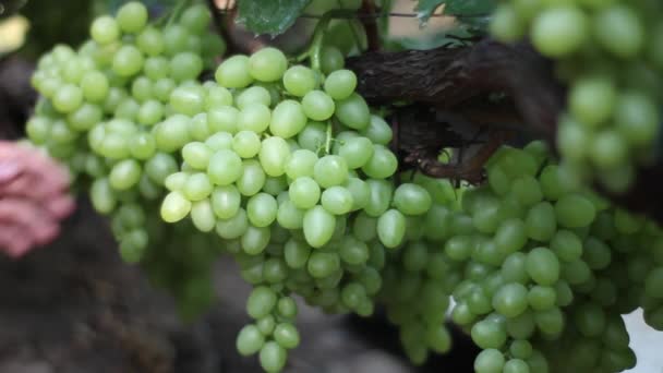 Grapes in the vineyard close-up. Ukraine — 비디오