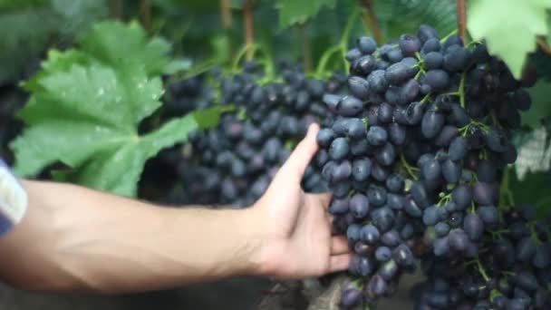 Raisins dans le vignoble close-up. Ukraine — Video