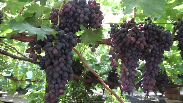 Виноград в винограднике крупным планом. Украина — стоковое видео