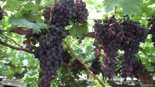 Raisins dans le vignoble close-up. Ukraine — Video