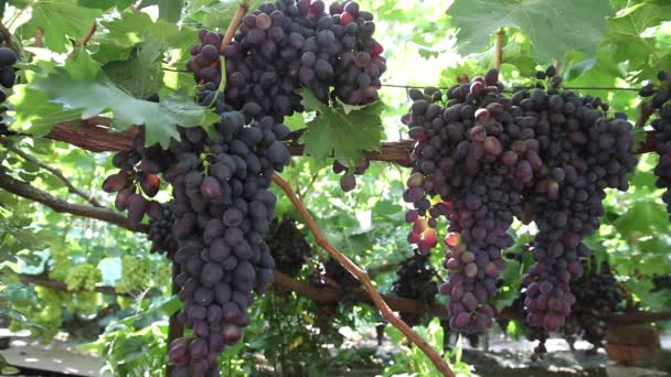 Uvas en el primer plano del viñedo. Ucrania — Vídeos de Stock