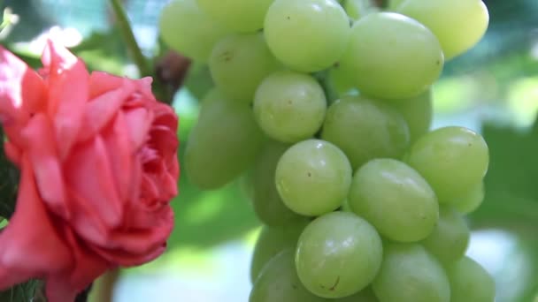 Виноград в винограднике крупным планом. Украина — стоковое видео