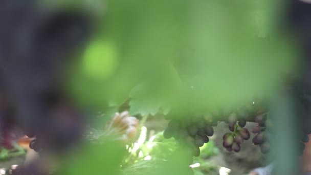 Зерно у винограднику зблизька. Україна — стокове відео