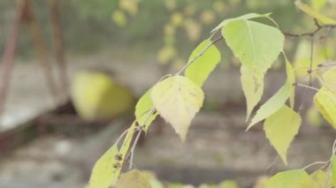 Çernobil Yasak Bölge. Pripyat. Şehir merkezinde terk edilmiş bir park.