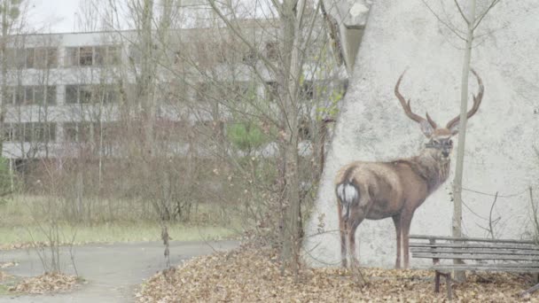 Zona de Exclusão de Chernobil. Pripyat. Paisagem urbana de uma cidade abandonada — Vídeo de Stock