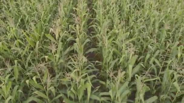 Field with corn. Aerial. Kyiv. Ukraine — Stock Video