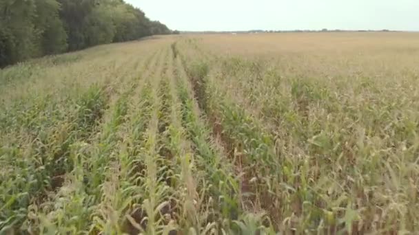 トウモロコシの畑。空中だ。キエフ。ウクライナ — ストック動画