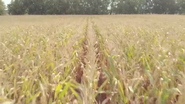 Campo con maíz. Aérea. Kiev. Ucrania — Vídeos de Stock