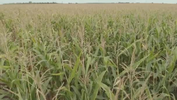 Campo con maíz. Aérea. Kiev. Ucrania — Vídeo de stock