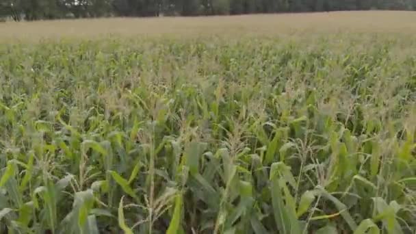 Campo con maíz. Aérea. Kiev. Ucrania — Vídeo de stock