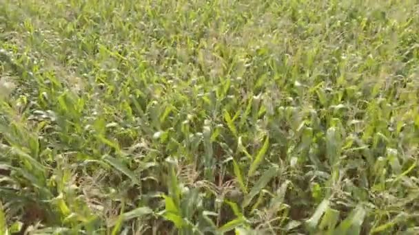 옥수수 밭이요. 공중에서 요. 키프. 우크라 이나 — 비디오
