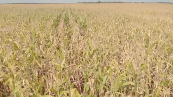 Campo con maíz. Aérea. Kiev. Ucrania — Vídeo de stock