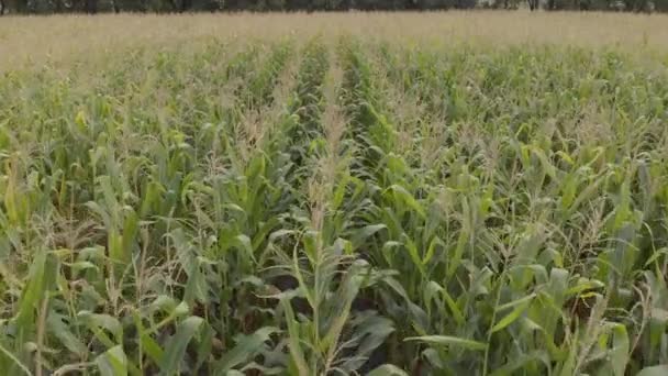Field with corn. Aerial. Kyiv. Ukraine — Stock Video