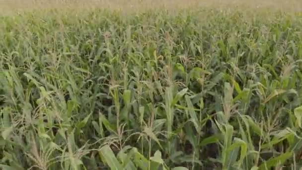 Field with corn. Aerial. Kyiv. Ukraine — Stock Video