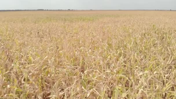 Campo con maíz. Aérea. Kiev. Ucrania — Vídeo de stock