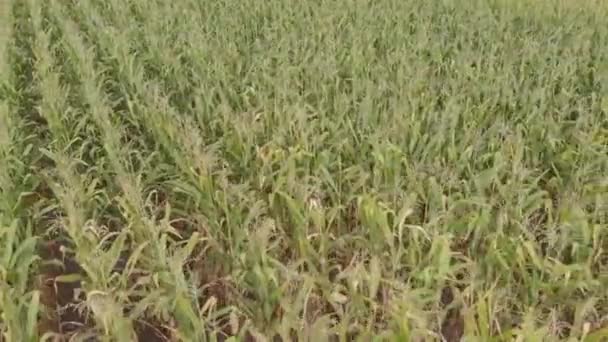 Campo con maíz. Aérea. Kiev. Ucrania — Vídeos de Stock