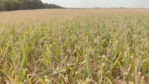 Field with corn. Aerial. Kyiv. Ukraine — Stock Video